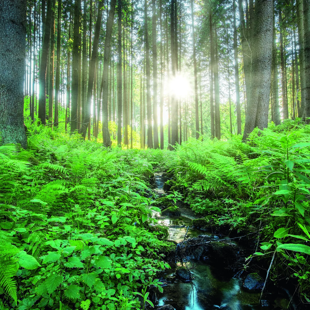 Pillar 3: Climate actions
